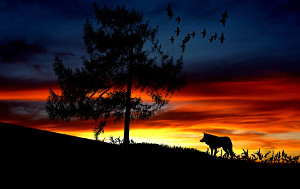 Soin en lien avec les messagers de la nature. Photo de silhouette de loup au crépuscule à droite d'un arbre, des oiseaux s'envolant.